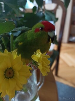 Kakariky - 2