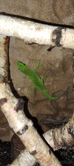 Phelsuma - 2