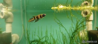 Epiplatys annulatus, halančík prstencový - 2