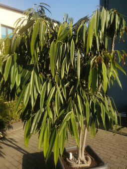 Prodám vzrostlý ficus binnendijkii - 2