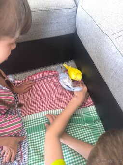 Prodám Alexandra malého ručně dokrmeného - 2