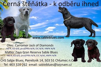 Labradorský retriever s PP - 2