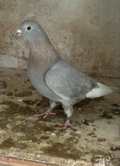 Arabsky bublak - 2