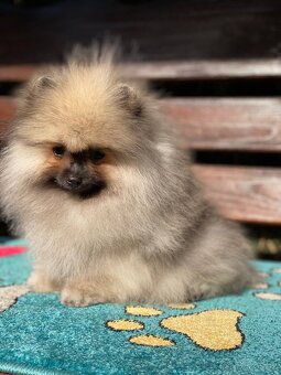 Pomeranian Fenečka PP FCI - 2