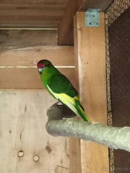 Kakariki - 2