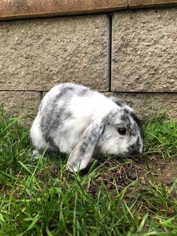 Zakrslý Beránek Rhönský - 2