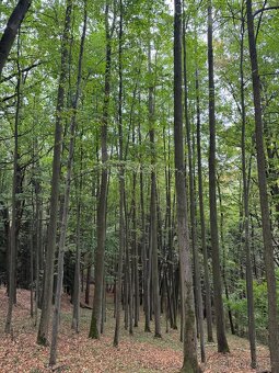 Prodám lesní pozemek v k.ú. Štiptoň - 2