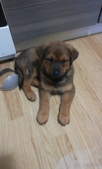 Prodám štěňata křížence rotwailer a belgického ovčáka - 2