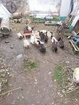 Kachna saská a ruánská - 2