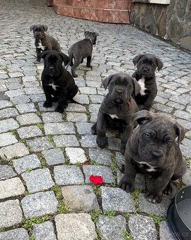 Štěňátka Cane Corso - 2