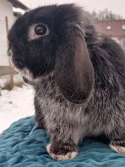 Volný Sameček - Anglický Zakrslý Beránek MiniLop🍑🧡🤍 - 2