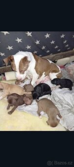 Stafordšírský Bulterier - 2