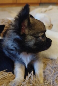 Čivava s PP, dlouhosrstá , pes - 2