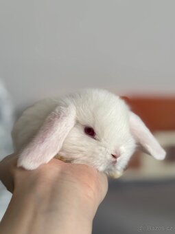 Zakrslý beránek bílý s PP - 2