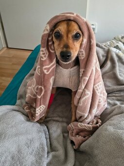 Kříženec v typu pinče - 2