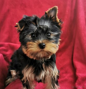 Jorkšírský terrier - 2