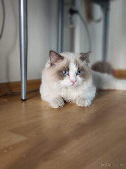 Ragdoll s PP ke krytí - 2