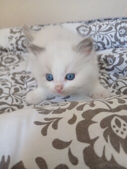 Ragdoll koťátka s PP - 2