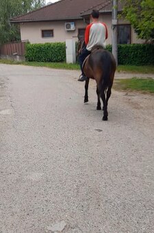 Predam jazdecku kobylu paint horse - 2