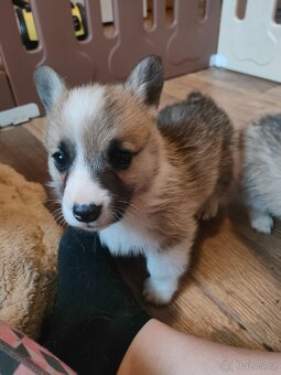Welsh corgi Pembroke s PP - 2