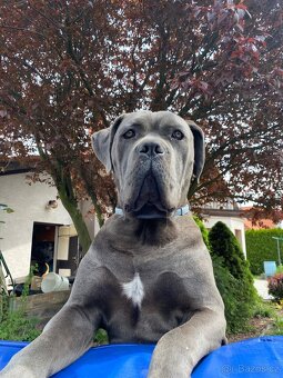 Cane Corso - 2