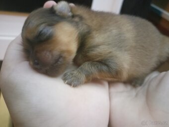Štěňátka pomeranianu - 2