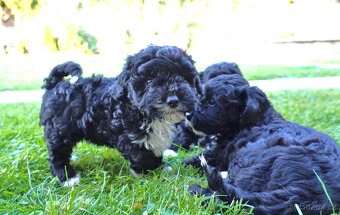 Maltipoo Black. - 2