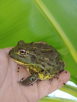 Hrabatka drsná (Pyxicephalus adspersus) - 2