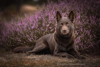 Australská kelpie - 2