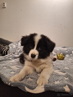 Border kolie - 2