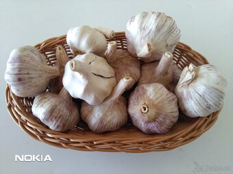 Česnek - modrý paličák - 2