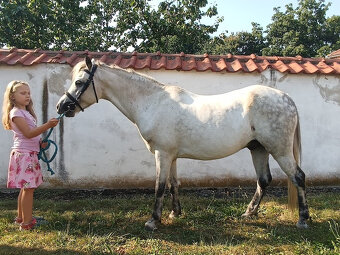 Pony KHV 134 cm (kat.A) 8 letý - 2