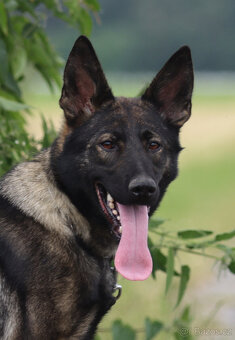 Německý ovčák - štěňata - 2