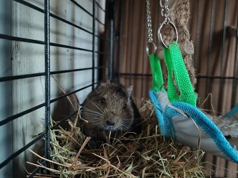 Daruji osmáky - samičky - 2