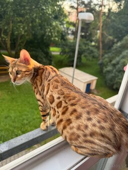 Bengálská kočka - 2