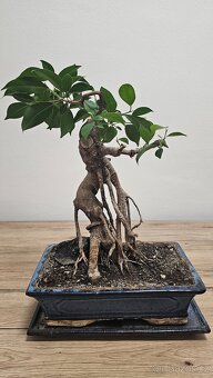 Bonsai Ficus Retusa - 2
