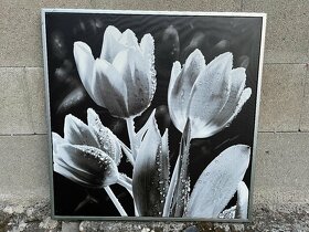 Obrazy tulipánů - 2