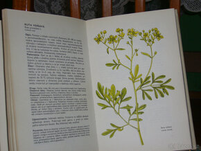 Malý atlas léčivých rostlin - 2
