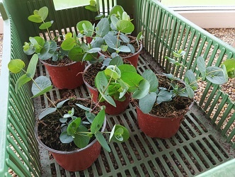 Blahovičník - Eucalyptus Gunnii (rostliny) Léčivka - 2