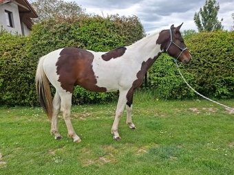 Paint horse valach 2 roky - 2
