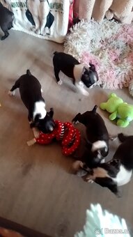 Boston Terrier,Bostonský terier - 2