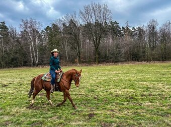 AQH KLISNA  2010 - PRODANÁ - 2