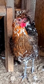 Slepice Sandschak - 2