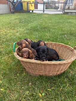 Štěňátka jezevčíka - 2