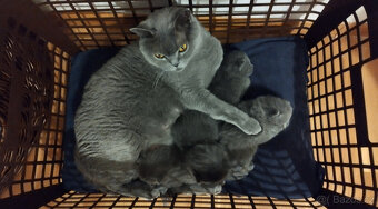 Britská koťata - 2