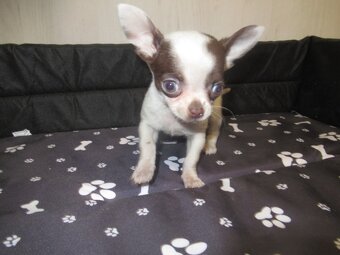 Čivava štěňátko fenka - 2