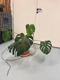 Monstera - 2