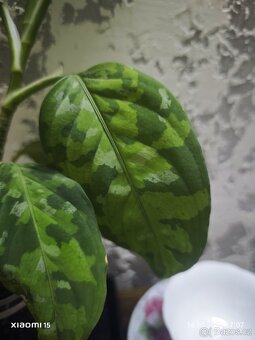Aglaonema "tricolor" baby PRODÁNO - 2
