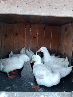 Kachna pekingská - 2