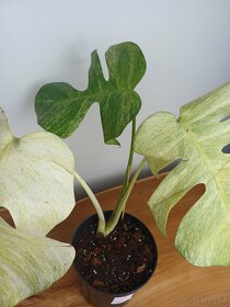 Monstera full mint - 2